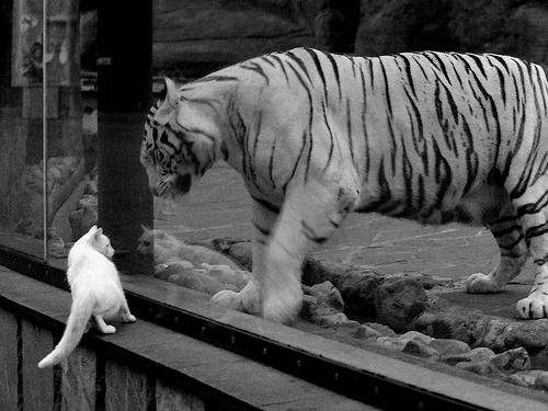 【视频解析】经典犯规事件中的规则应用与误判争议，犯规程度