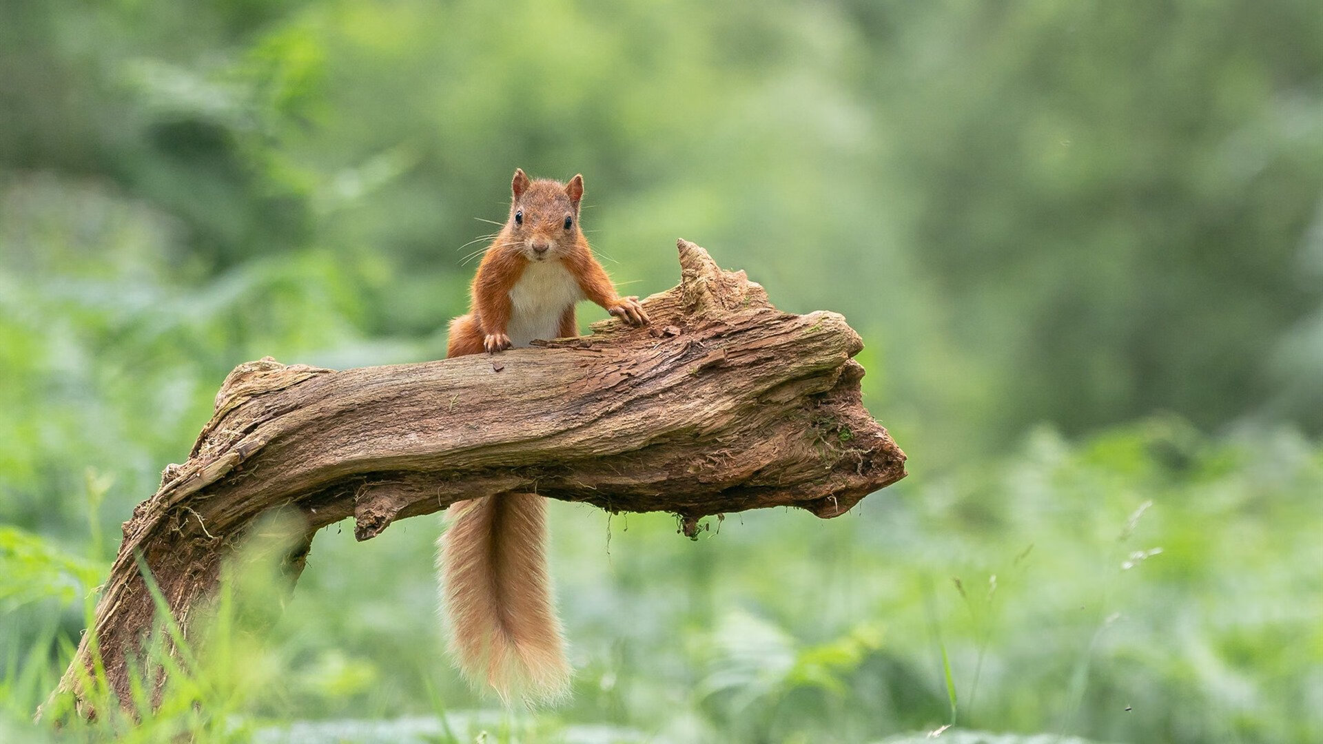 史上最年轻的“冠军射手”亮相，未来走向巅峰，最年轻的世界冠军是谁
