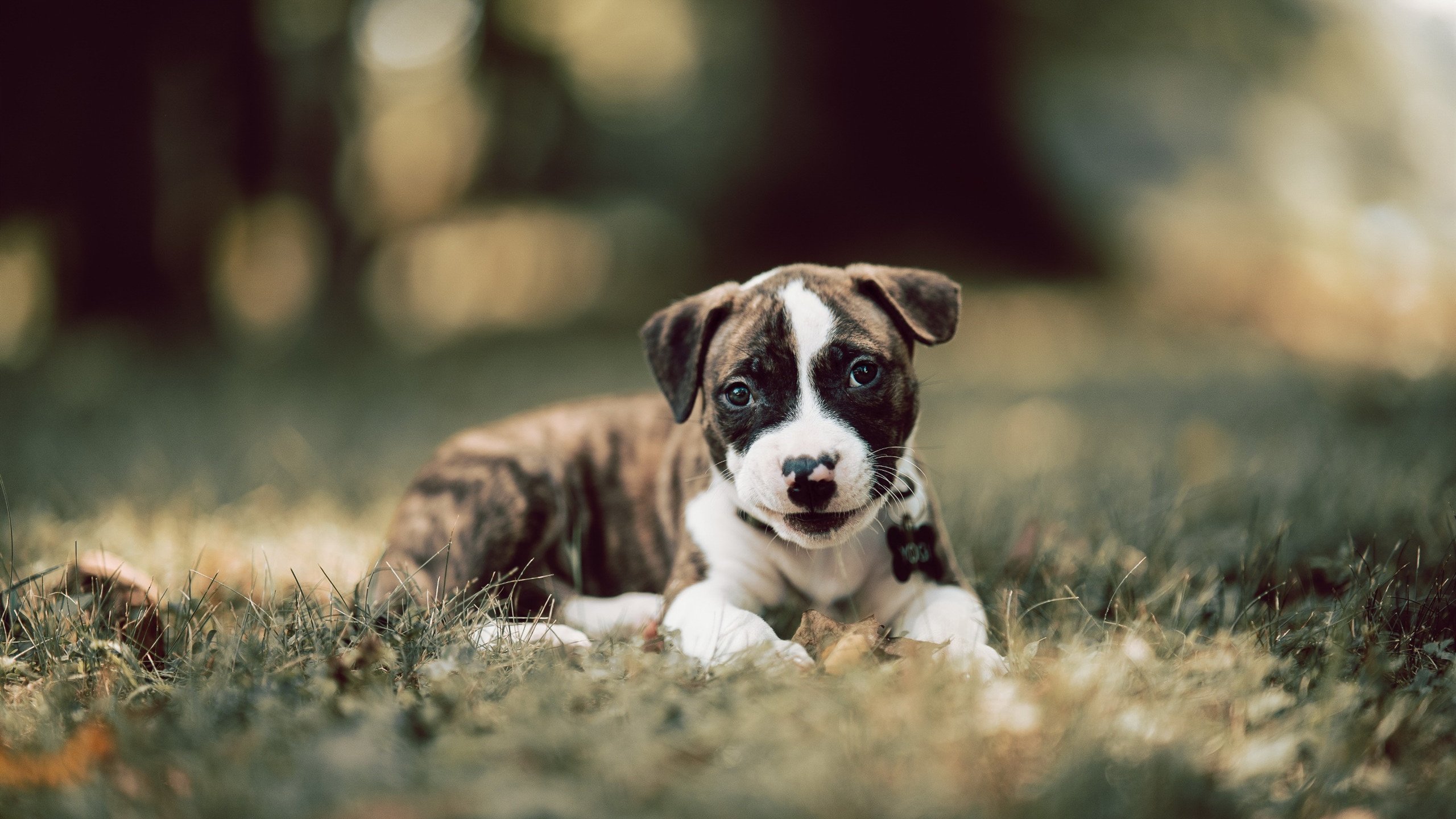 数字化青训“全流程”管理体系在全国推广，行业运作水平显著提升