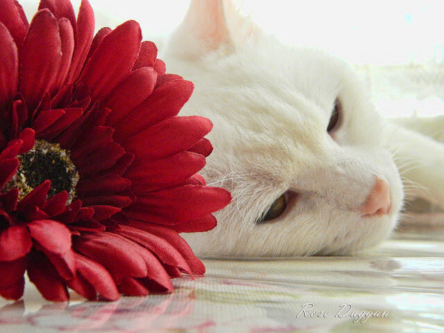 【明星见面会】粉丝与球员的零距离互动,明星见面会现场