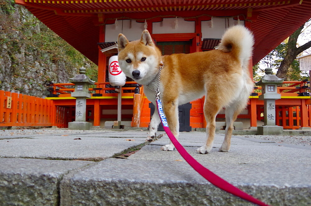 爱游戏体育在线app-中超球队粉丝经济逐步崛起，市场潜力巨大，中超球迷数量排名